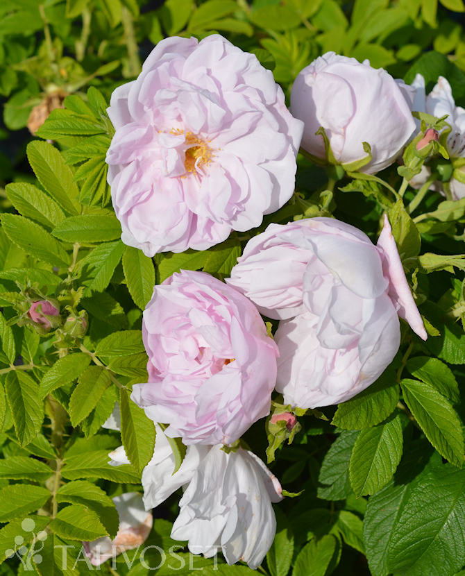 Rosa Rugosa-Ryhmä &