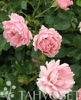 Rosa &