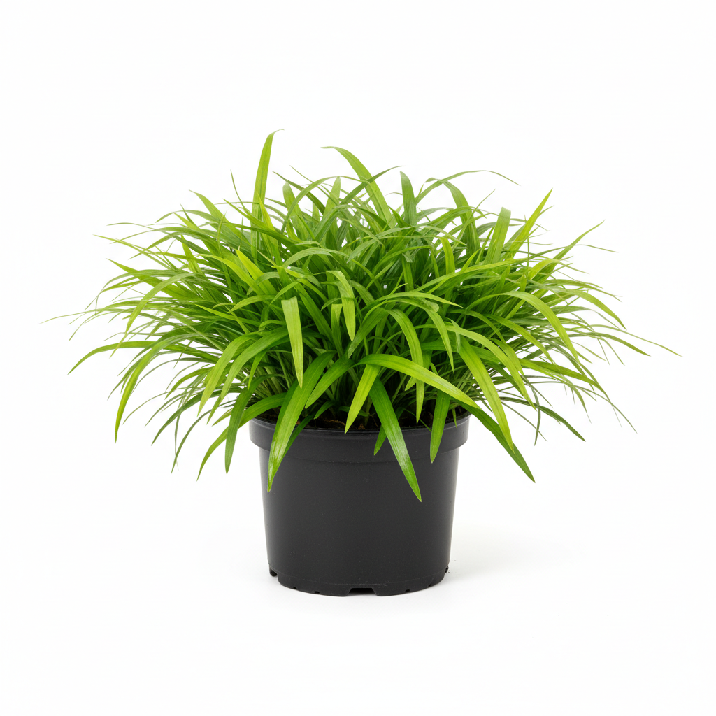 Starr – Carex morrowii &