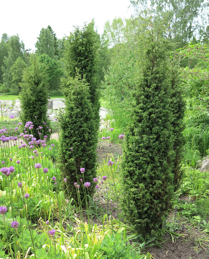 Pelarener Juniperus communis &