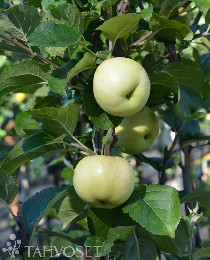Sommaräpple &