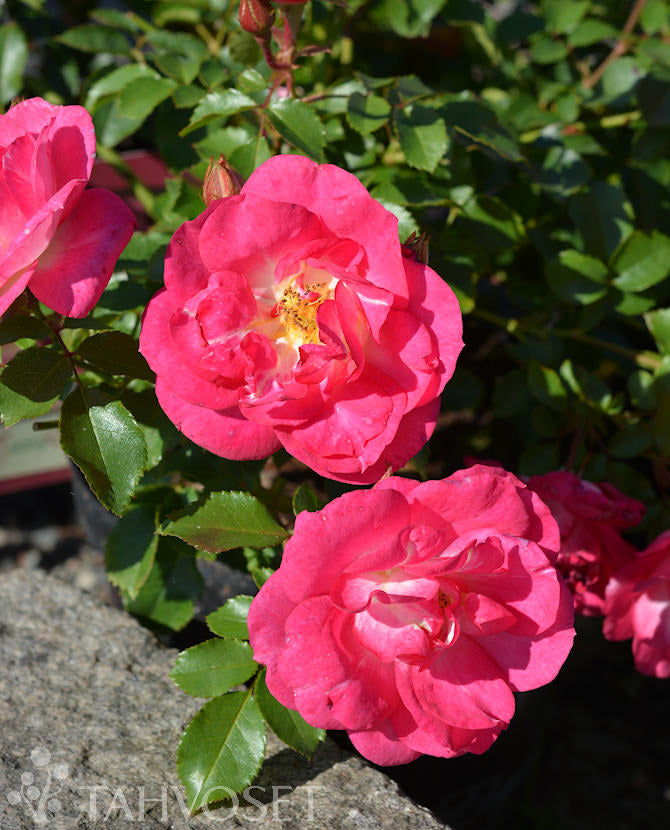Rosa &