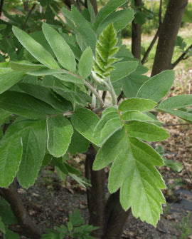 Finsk oxel - Sorbus hybrida 150-250 cm, containerodlad