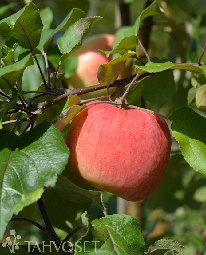 Sommaräpple &