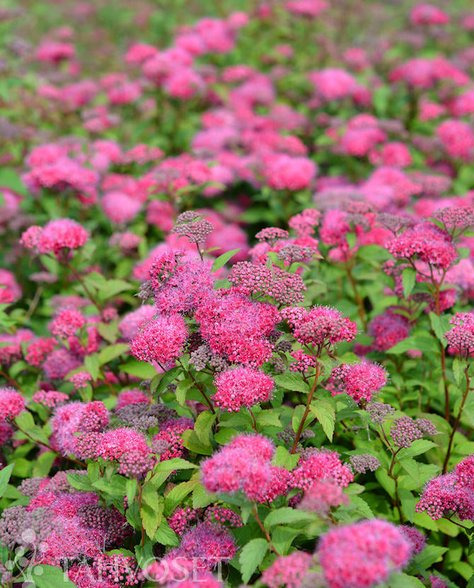 Dockspirea &