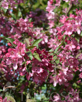 Sargentapel &