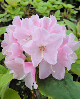 Klockalpros Rhododendron &