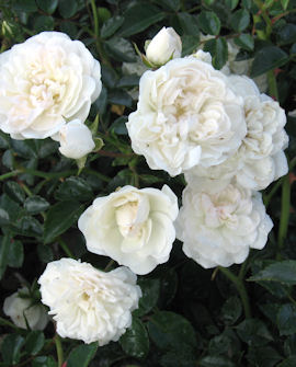 Marktäckande ros Rosa &
