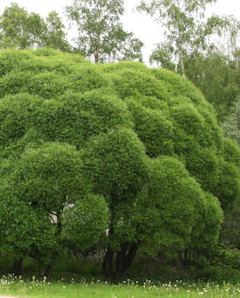 Klotpil Salix fragilis &