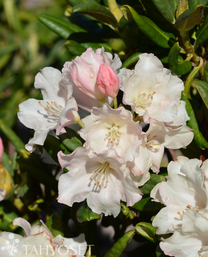 Alpros Rhododendron &