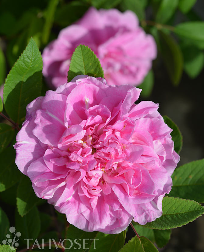Buskros Rosa &