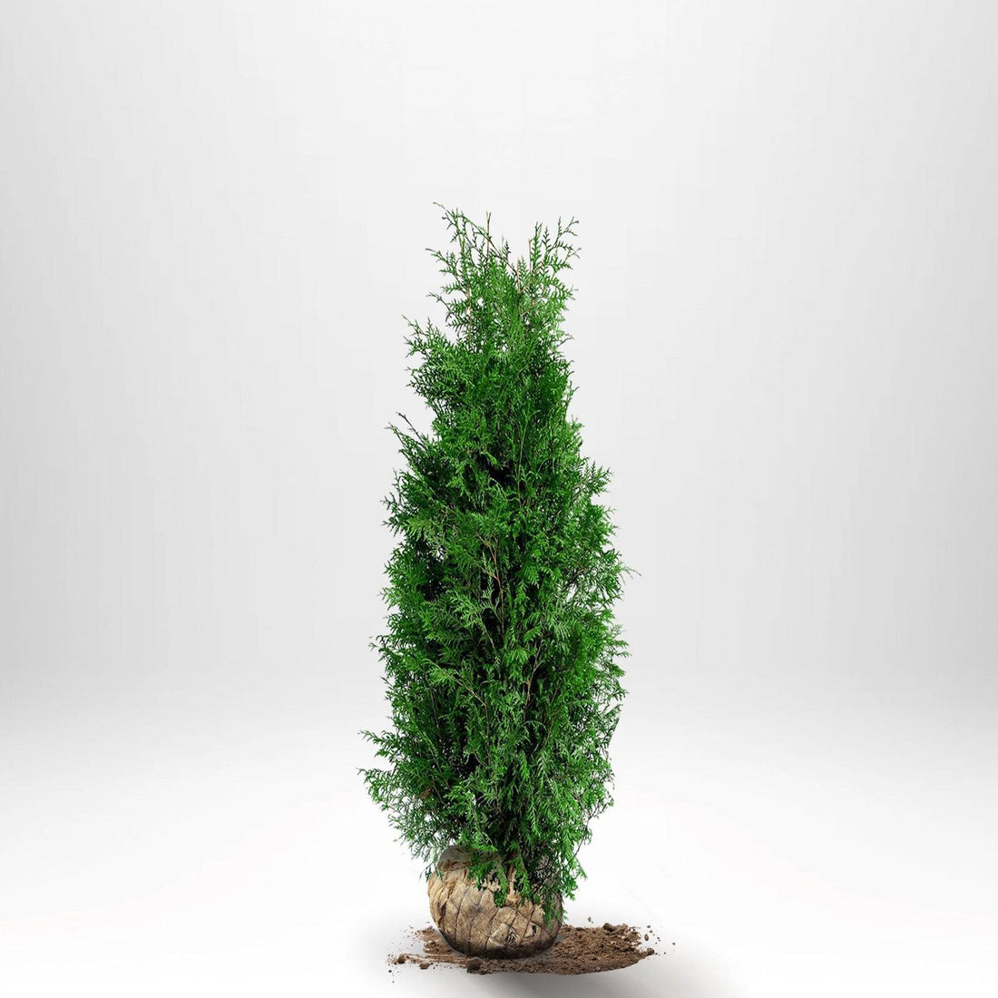 Thuja Brabant 100-120 cm, RB · S