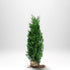 Thuja Brabant 100-120 cm, RB · S