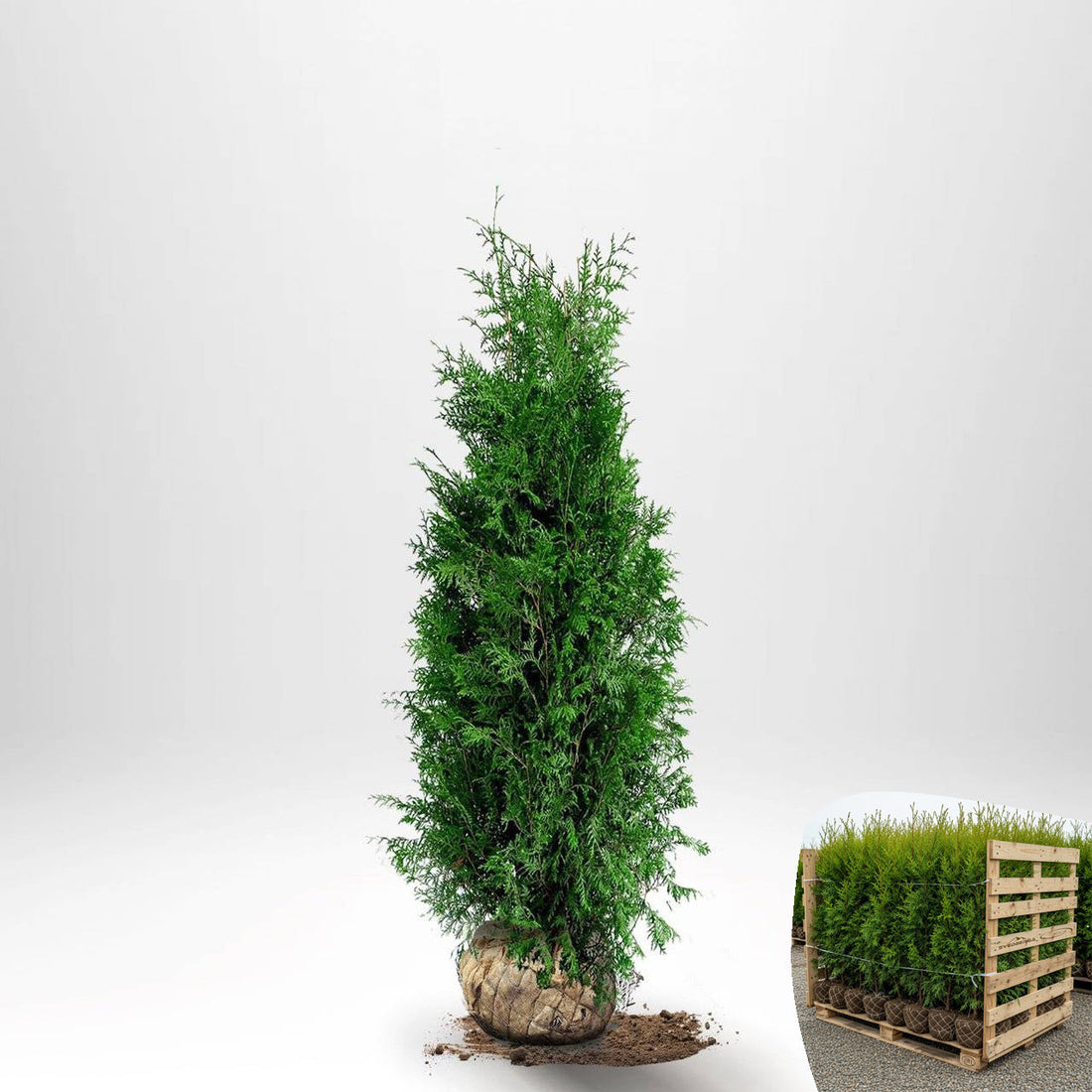 Thuja Brabant 120-140 cm, RB · S