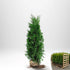 Thuja Brabant 120-140 cm, RB · S