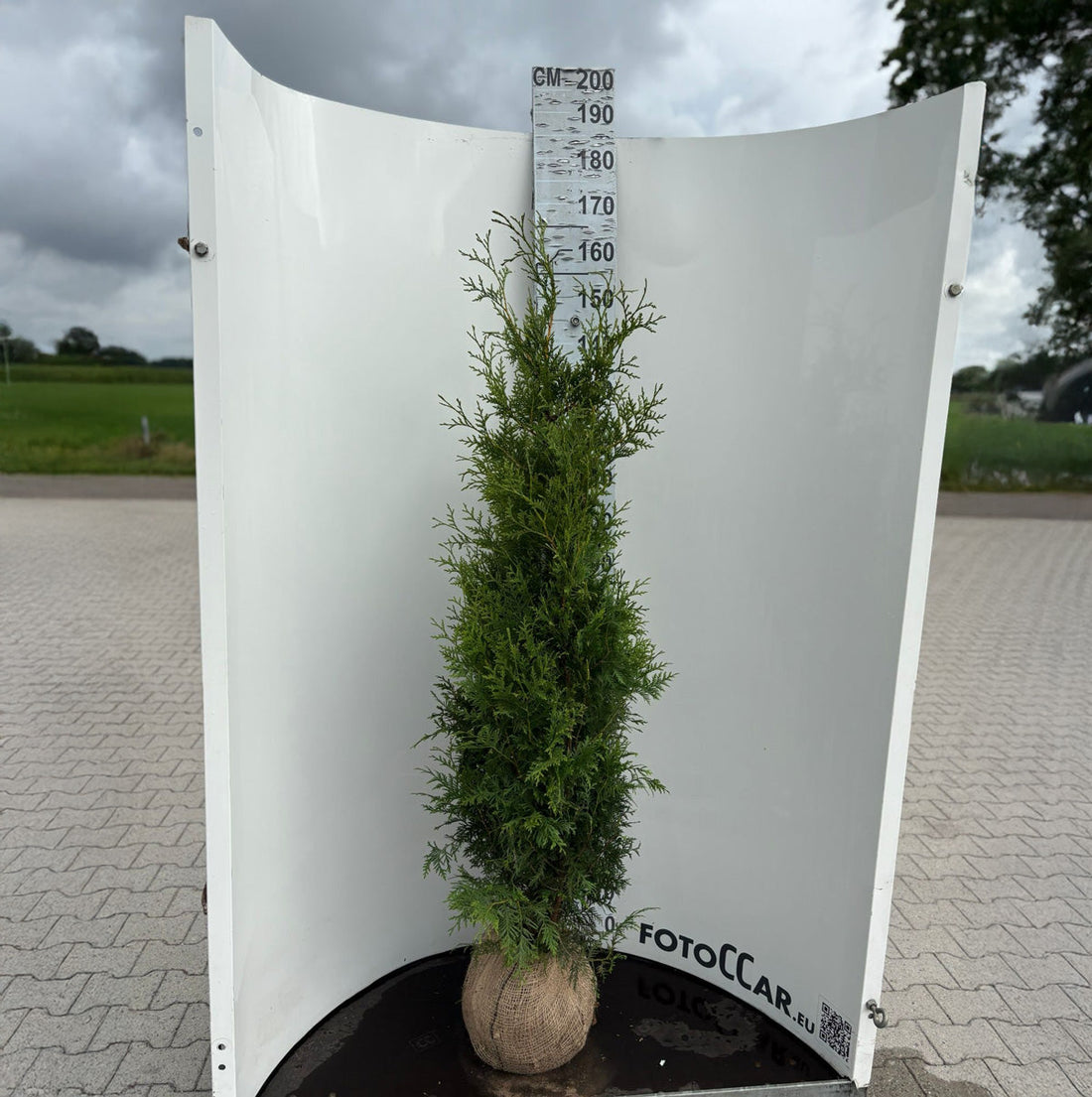 Thuja Brabant 140-160 cm, RB · Outlet