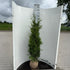 Thuja Brabant 140-160 cm, RB · Outlet