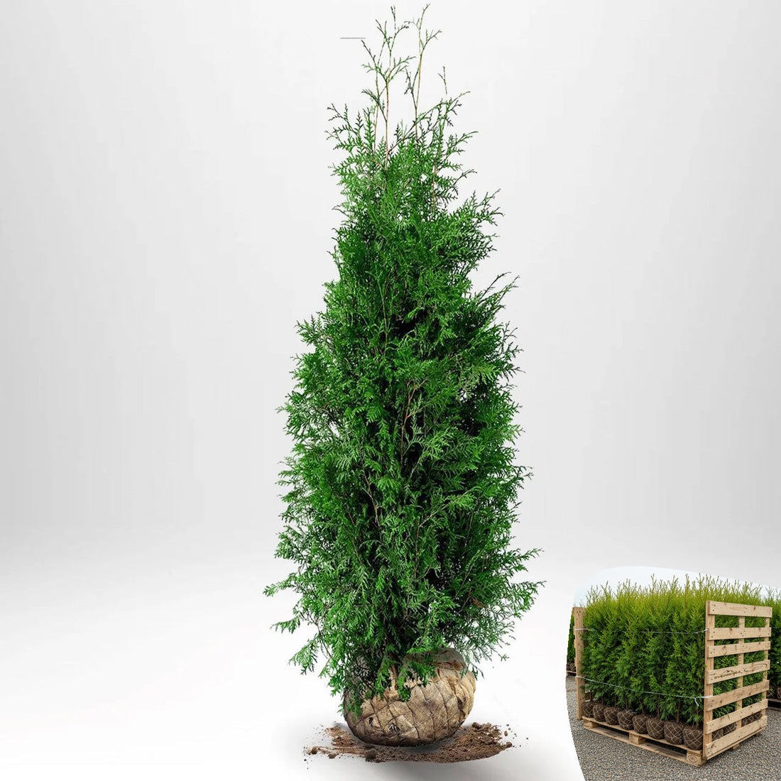 Thuja Brabant 140-160 cm, RB · S
