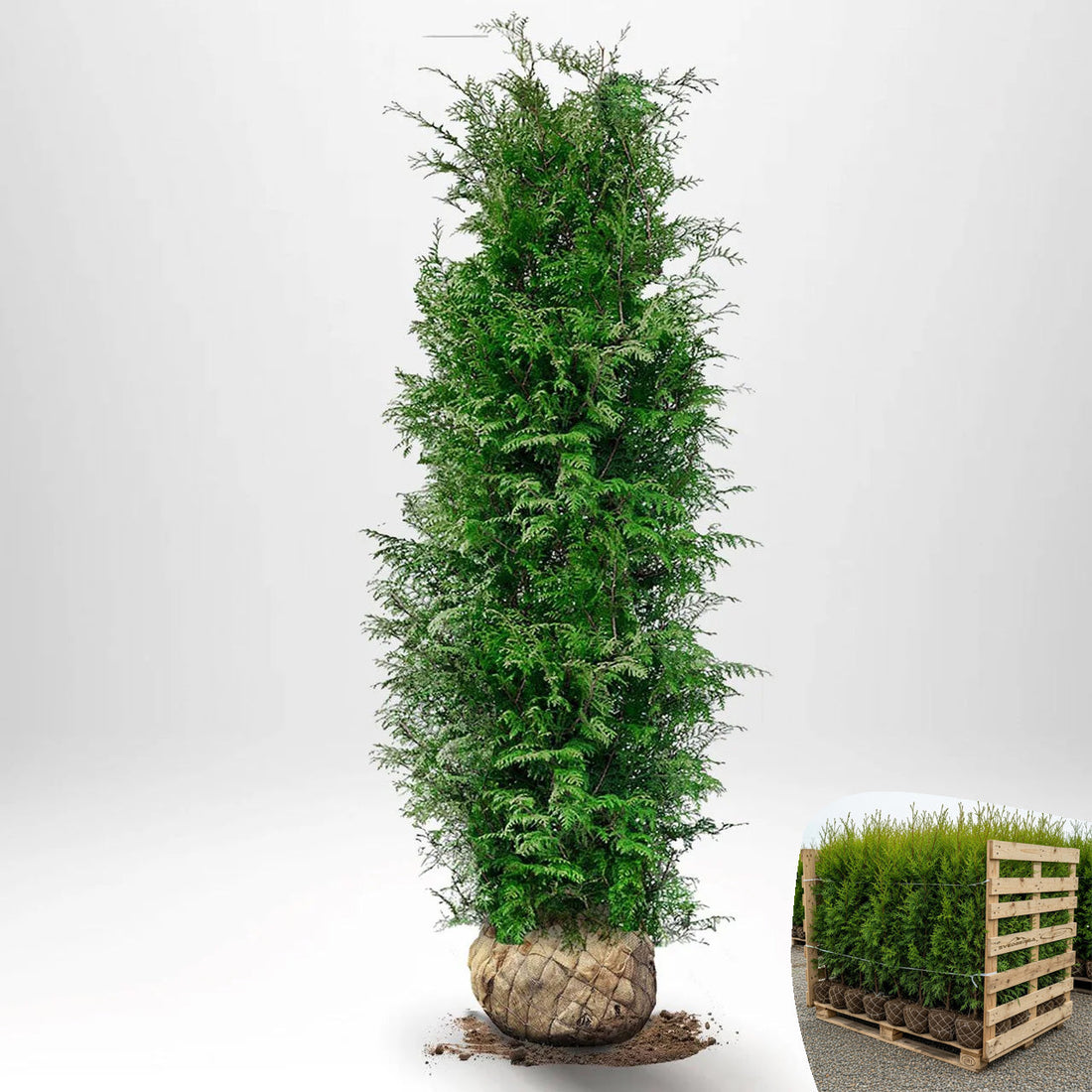 Thuja Brabant 160-180 cm, RB · S