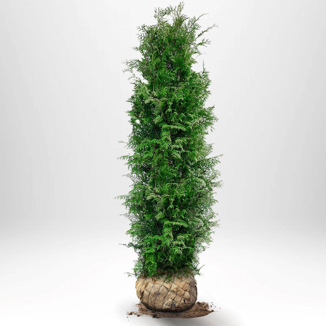 Thuja Brabant 180-200 cm, RB · S