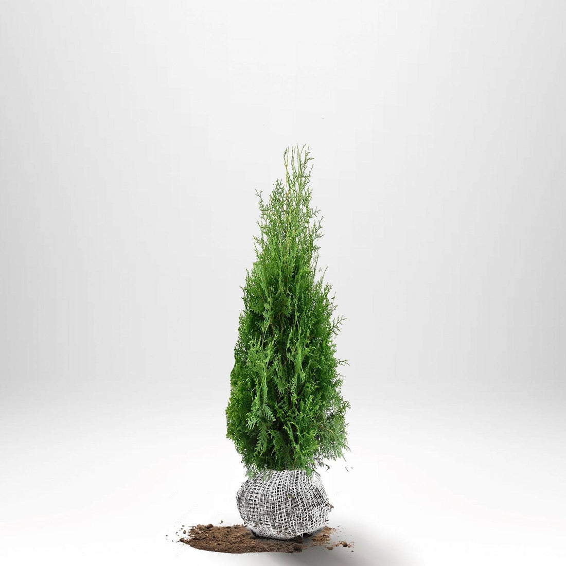 Thuja Brabant 80-100 cm, RB · S