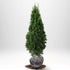 Thuja Smaragd 100-120 cm, RB · S
