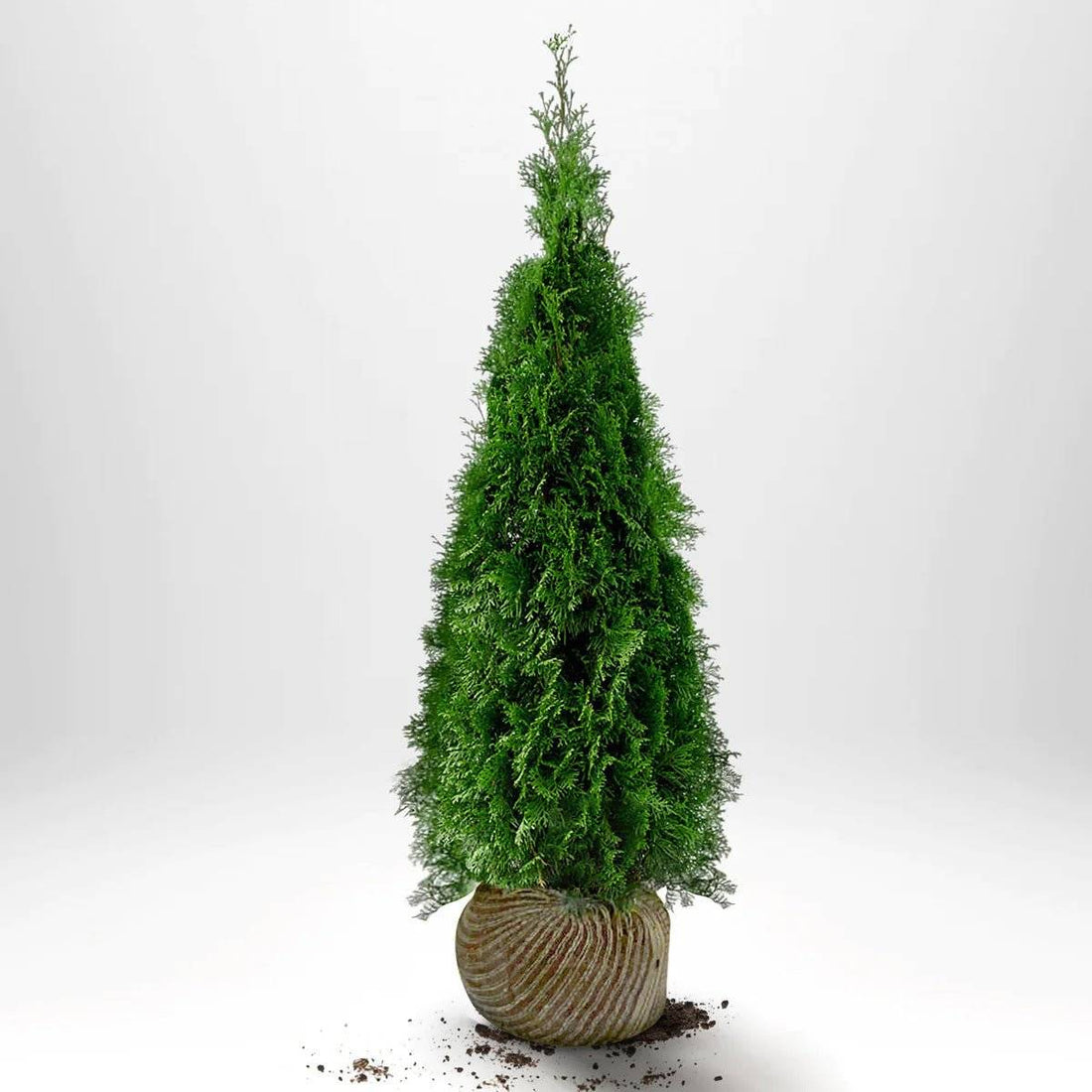 Thuja Smaragd 120-140 cm, RB · S