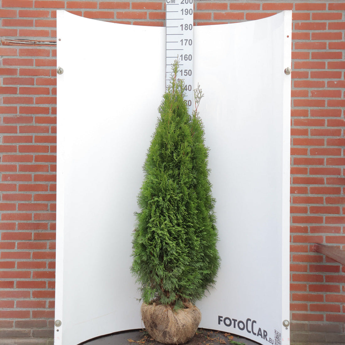 Thuja Smaragd 140-160 cm, RB · Outlet