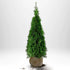 Thuja Smaragd 140-160 cm, RB · S