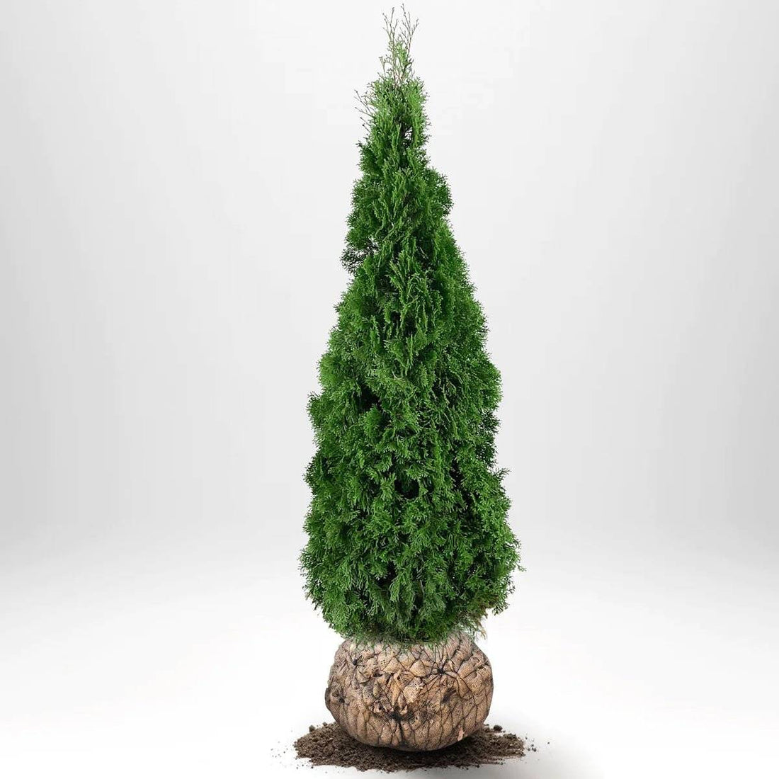 Thuja Smaragd 180-200 cm, RB · S