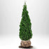 Thuja Smaragd 180-200 cm, RB · S