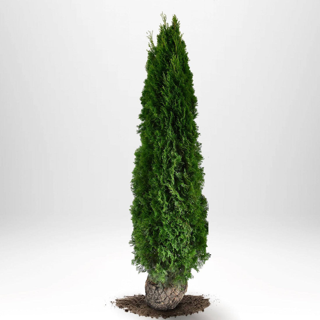 Thuja Smaragd 200-225 cm, RB · S