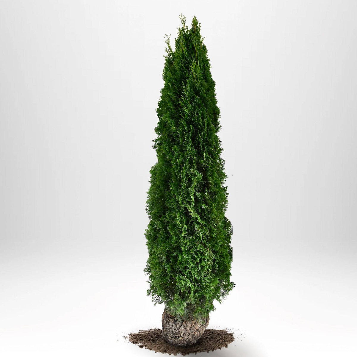 Thuja Smaragd 200-225 cm, RB · S