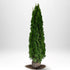 Thuja Smaragd 200-225 cm, RB · S