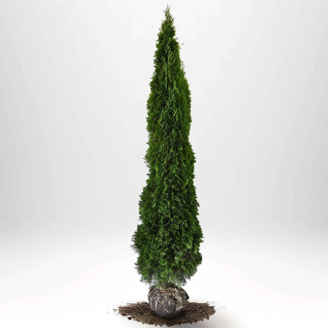 Thuja Smaragd 260-280 cm, RB · S