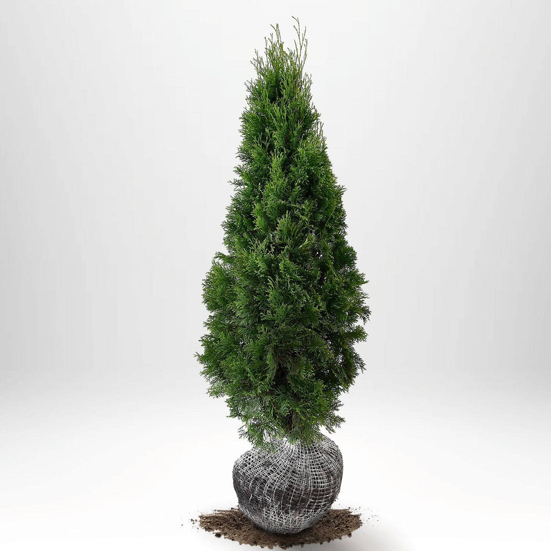 Thuja Smaragd 80-100 cm, RB · S