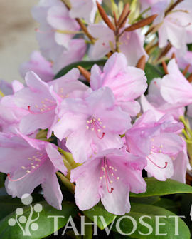 Klockrhododendron &