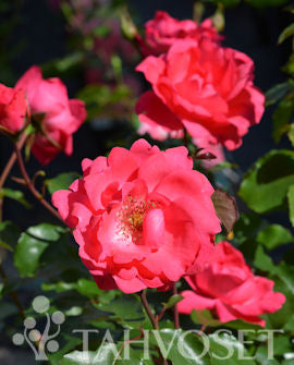 Rabattros Rosa &
