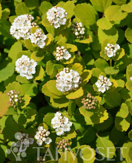 Björkspirea &