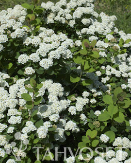 Björkspirea &