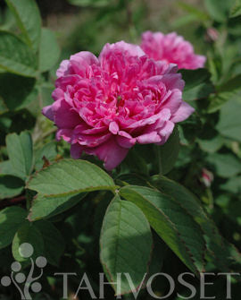 Tornedalsros Rosa majalis &