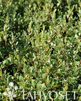 Marktäckande vide Salix x aurora &