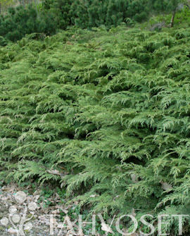 Rysk cypress (Microbiota decussata) Ø 40–50 cm