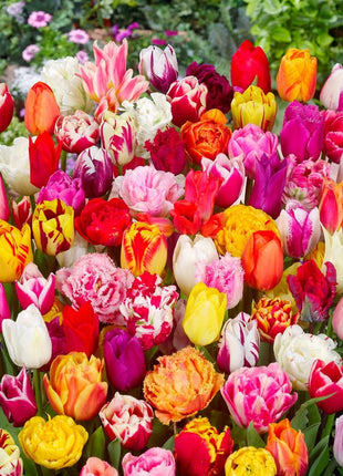 Tulip Mix Surprise 50 kpl pakkaus