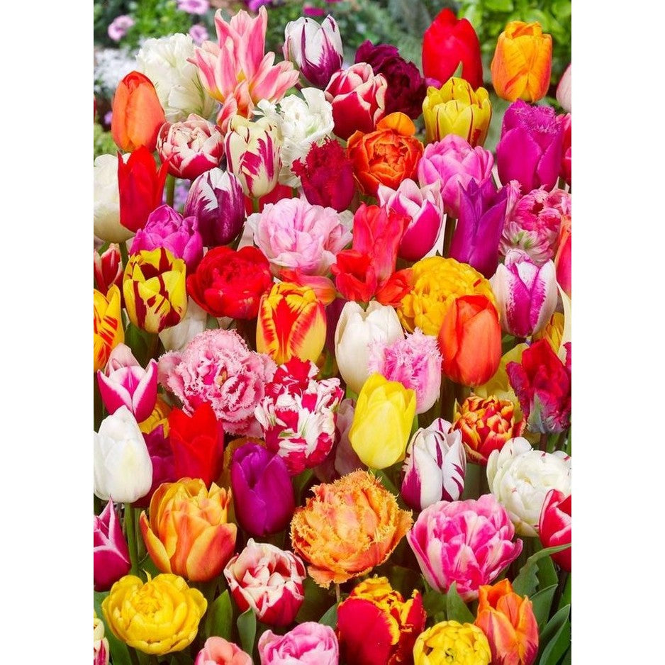 Tulpan Mix Surprise 50-pack