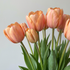 Tulpan Apricot Impression 7-pack