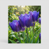 Tulpan Blue Heaven 7-pack