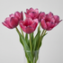 Tulpan Mystic van Eijk 7-pack