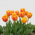 Tulpan Spring Break 7-pack