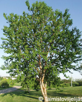 Näverhägg Prunus maackii 150-250 cm, containerodlad